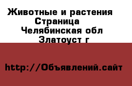  Животные и растения - Страница 5 . Челябинская обл.,Златоуст г.